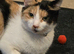 4 year old cat