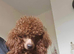 Stunning red toy poodle puppies