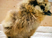 Day old chickens - Silkie & Polish