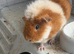 guinea pigs