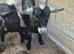 Pygmy Nanny goat and 2 babies