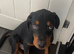 Rottweiler puppy