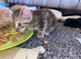 Female kitten