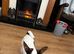 Jack Russell 9 month old female