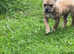 Stunning 6months old American pocket bully