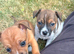 1 Jack Russell x Chihuahua boy puppy
