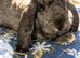 French Lop Buck