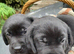 THESE 2 GORGEOUS CHUNKY SHOW BLACK LABRADOR BOY PUPPIES (PICTURED) ARE LOOKING FOR A LOVING FAMILY HOME .