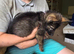 Female german shepherd puppy