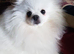 Bambi white Pom wanted