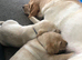 Golden Labrador puppies