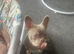 New shade issabella frenchie