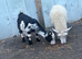 Pygmy goat and lamb wether