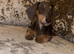 miniature dachshunds