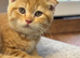 Scottish Fold X Ginger Boy