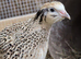 Coturnix Quail and Hatching Eggs