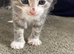 Beautiful British shorthair x kittens for rehoming