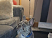 Male and female French bulldog