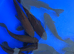 10 dark goldfish