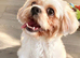 Female shihtzu for sale