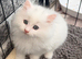 4 beautiful Persian kittens, ready now
