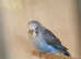 Blackwings budgies