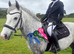 Pony/horse on loan to move yards to Carbis Bay
