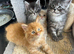 Maine Coon Kittens For Sale