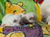Beautiful Pure Ragdoll Kittens
