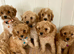 Beautiful F1b Cavapoochon Puppies