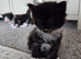 Beautiful kittens looking for there forever homes