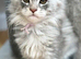 Pedigree Maine coons