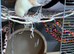 2 young female rats & large cage.