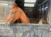 Super little filly