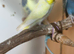 Lovely male budgies