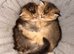 Teddy Bear Scottish / Persian cross Fold Kittens for Sale