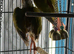 Baby green cheek conure