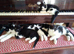British Blue x kittens, flead/wormed/litter trained/socialised/ From £80