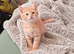 Cute ginger kitten