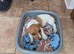 Jack Russell male