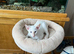 Siamese kittens