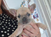 French bulldog pups