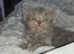 Munchkin litter