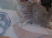 Exotic shorthair x kittens