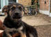 Working Line German Shepherd Puppies