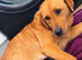 Lab cross pups for new home
