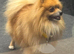 Miniature Dachshund x Pomeranian