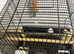 Young budgies and cage