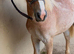 14 month old filly for sale