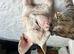 Male pink french bulldog